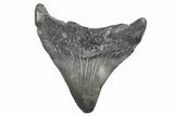 Fossil Megalodon Tooth - South Carolina #286530-1